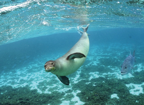 underwater shot of endangered Hawaiian monk seal